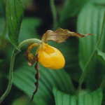yellow ladyslipper header