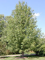 White Ash tree