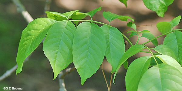 White Ash leaf
