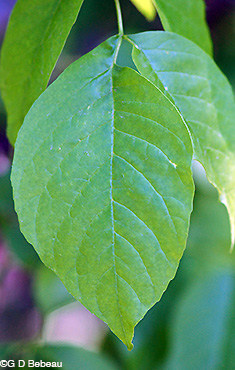 White ash leaf