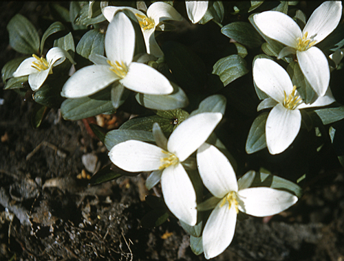 Snow Trillium clump 1952