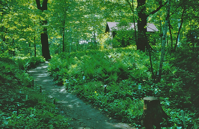 East Woodland Path 1952