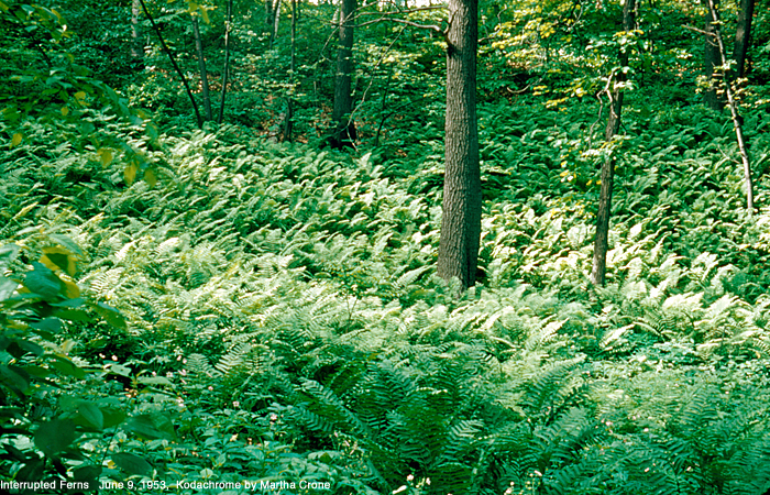 Interrupted fern hillside 1953