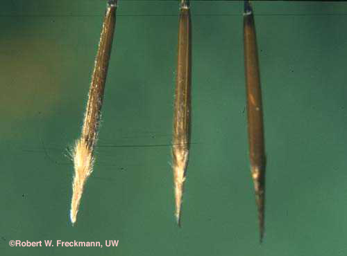 Porcupine seed ends