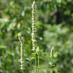 Purple giant Hyssop