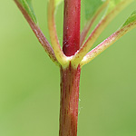 Spotted Joepye weed stem