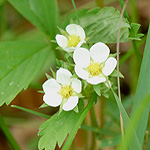 Wood Strawberry