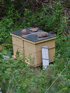 bee hives in garden