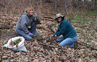 Garlic mustard pulling