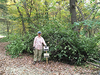 Maple Glen buckthorn removal