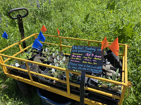 new plants awaiting planting