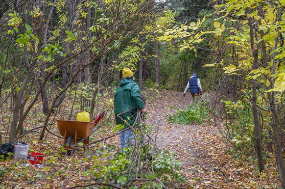 FIPAG crew working with buckthorn