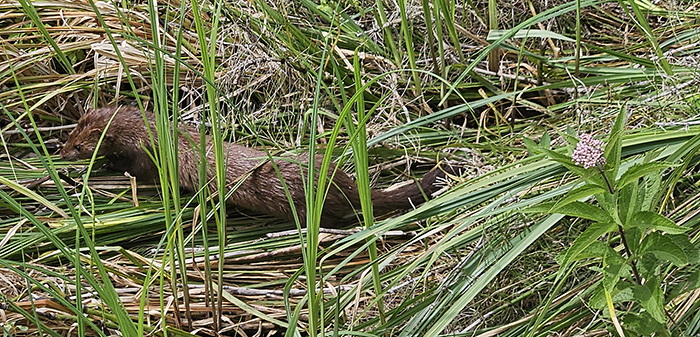 american mink in wetland