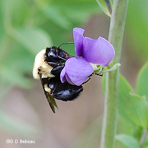 Bumblebee on flower