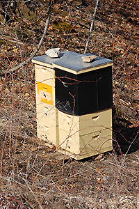 Garden Bee Hives