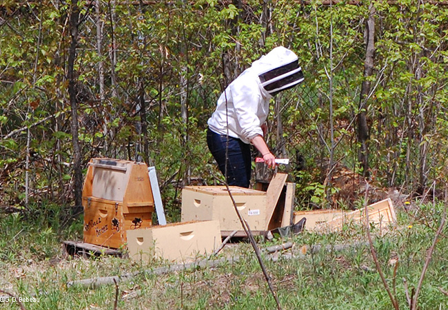 Bee keeper