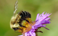 Bee on New England Aster