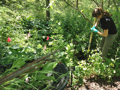 planting lady slippers