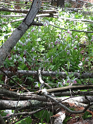 Showy Lady's-slippers in storage