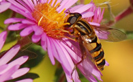 Bee on aster