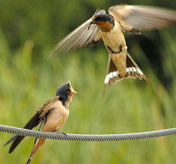 barn swallows