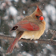 Northern Cardinal