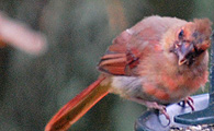 Juvenile Cardinal
