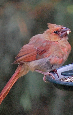 Juvenile Cardinal