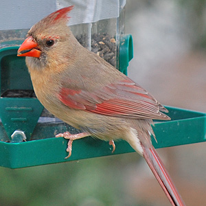 Cardinal