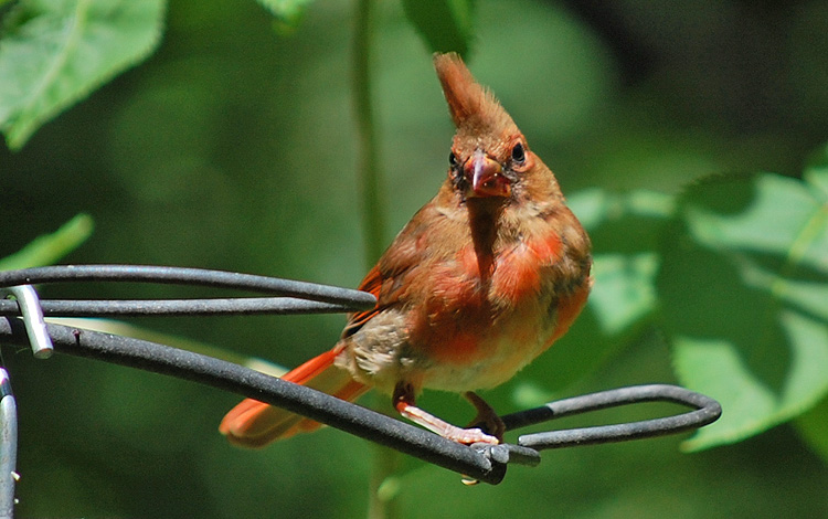 Juvenile Male Cardinal