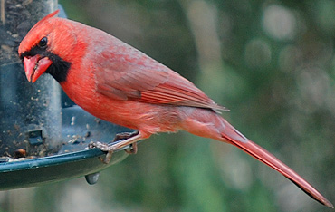 Male mature Cardinal