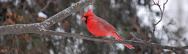 male northern cardinal