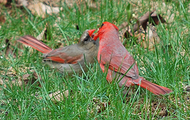 Cardinal feeding juvenile
