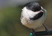 Chickadee