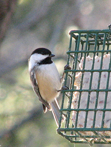Chickadee