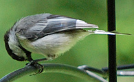 Chickadee
