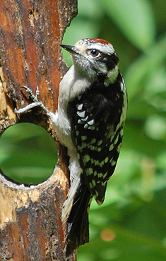 Downy Woodpecker