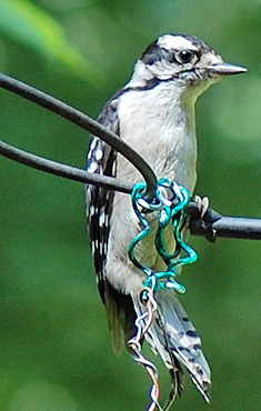 Downy Woodpecker