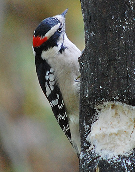 Male Downy Woodpecker