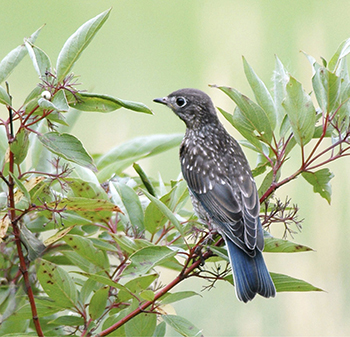 Eastern bluebird fledging