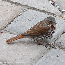 Fox Sparrow
