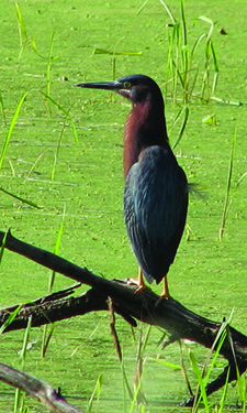 Green Heron