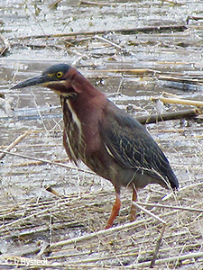 Green Heron