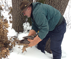 Great Horned Owl rescue