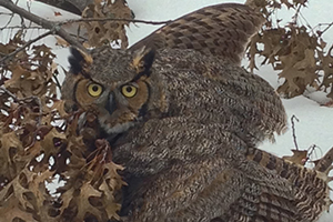 Great Horned Owl