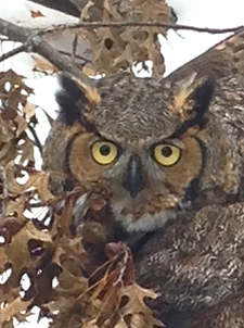 Great Horned Owl.