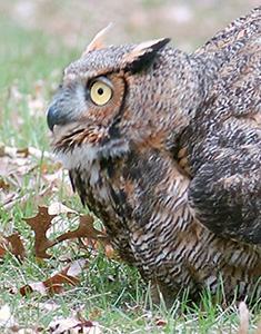 Great horned owl