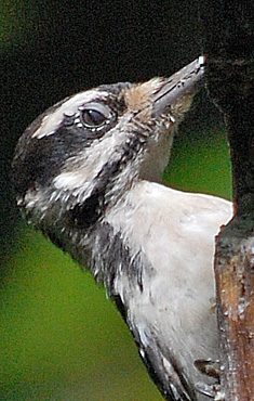 Hairy Woodpecker