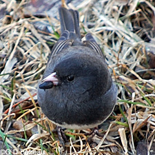 Junco