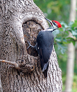 Pileated Woodpeckker